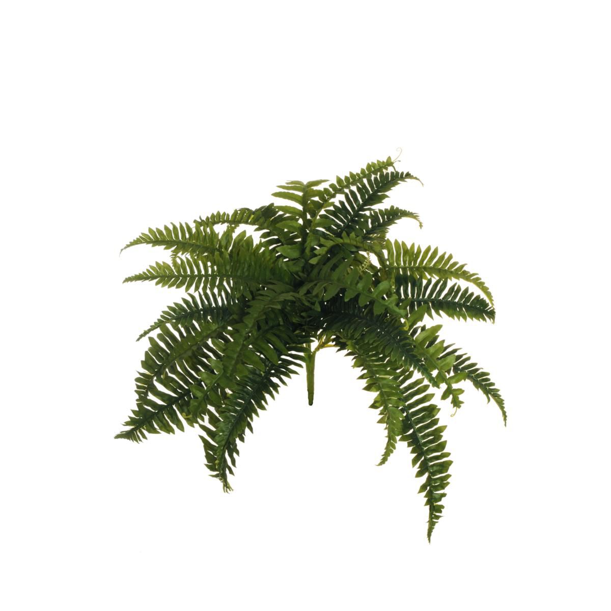 FELCE BOSTON PIANTA 28FNATURALI CM.60 VERDE FELCE BOSTON PIANTA 28FNATURALI CM.60 VERDE