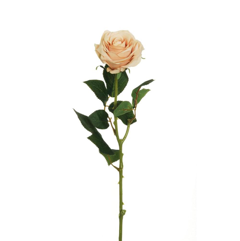 ROSA ECUADOR 1F CM.65 ECRU CHIARO ROSA ECUADOR 1F CM.65 ECRU CHIARO