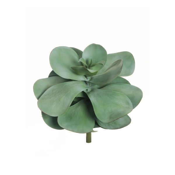 ECHEVERIA GIGANTE POLY D.33 CM H.43 CM VERDE CHIARO ECHEVERIA GIGANTE POLY D.33 CM H.43 CM VERDE CHIARO