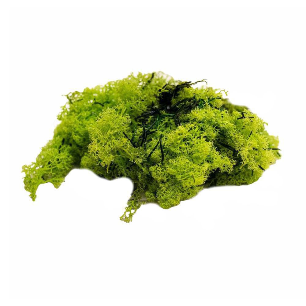 muschio-nordico-kg-10-verde-mela-14-p