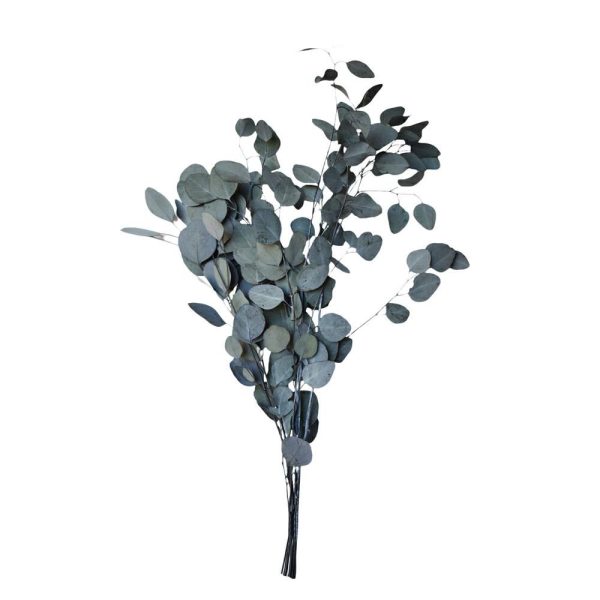 EUCALYPTO POPULUS GR.150 VERDE EUCALYPTO POPULUS GR.150 VERDE