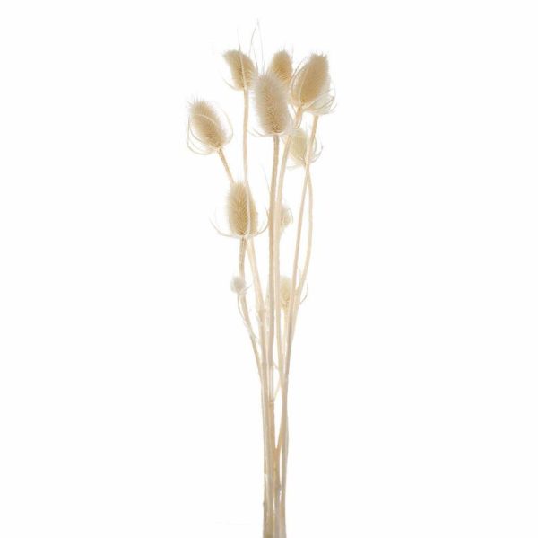 CARDO PALUSTRE CONF.PZ.10 CM.60 BIANCO CARDO PALUSTRE CONF.PZ.10 CM.60 BIANCO