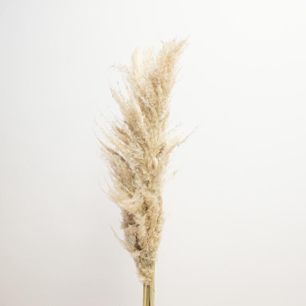 PAMPAS PZ.5 CM.110-120 NATURALE PAMPAS PZ.5 CM.110-120 NATURALE