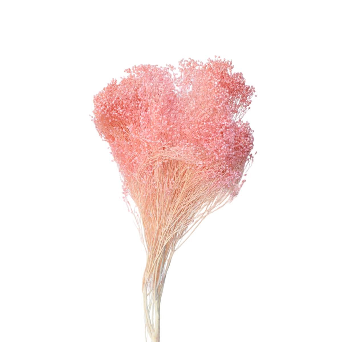 BROOM BLOOM GR.100 ROSA109/P BROOM BLOOM GR.100 ROSA109/P