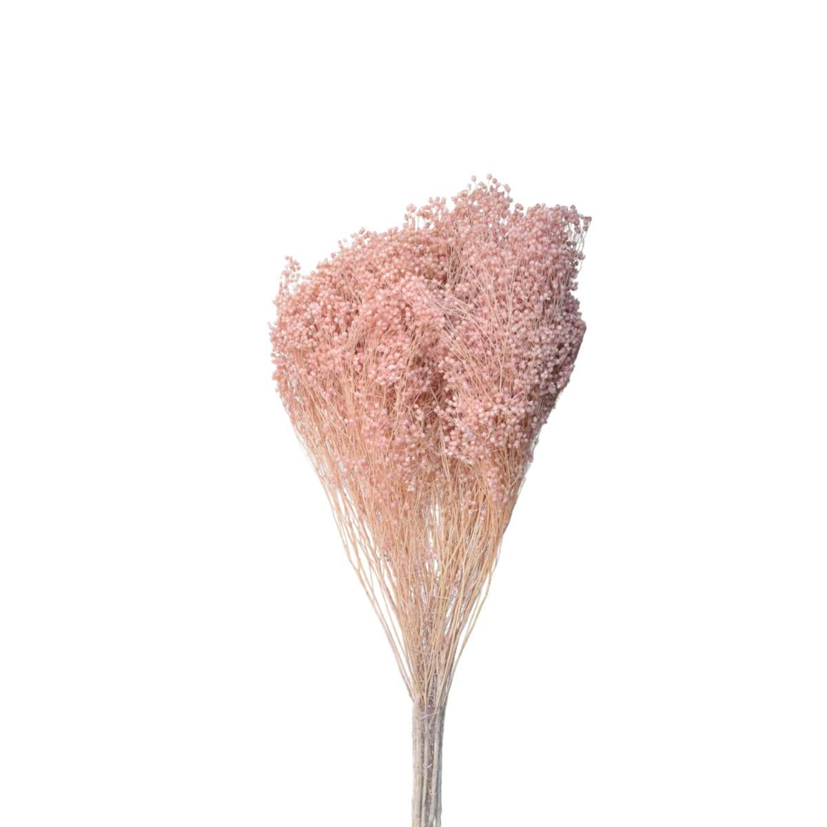 BROOM BLOOM GR.100 WARMGRAU 105/P BROOM BLOOM GR.100 WARMGRAU 105/P