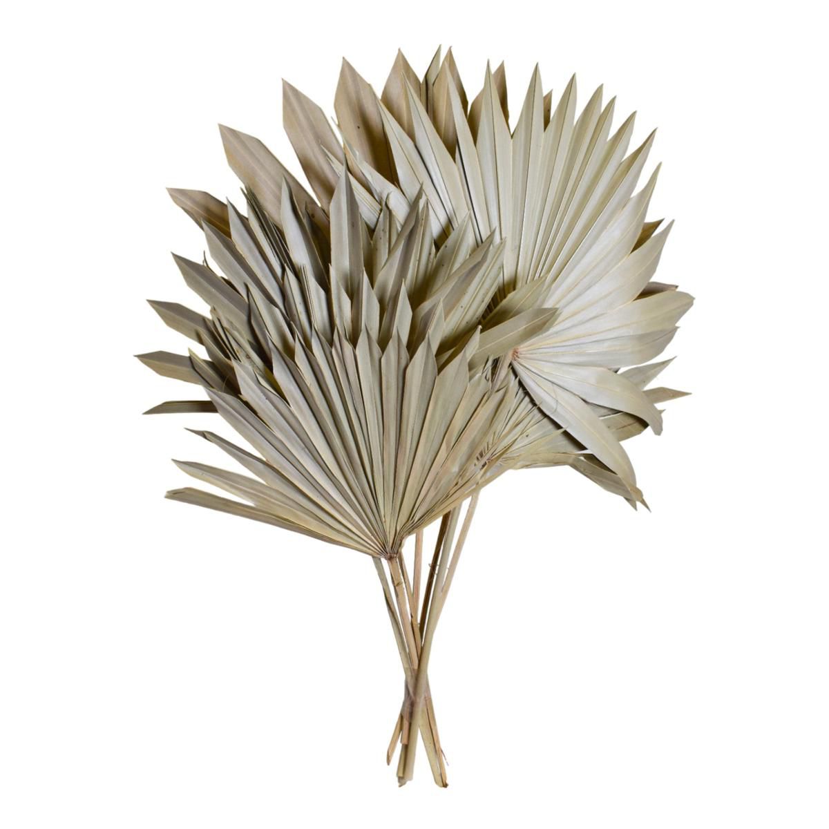 SUN SPEAR MEDIO SACCHETTO X 10 PZ NATURALE SUN SPEAR MEDIO SACCHETTO X 10 PZ NATURALE