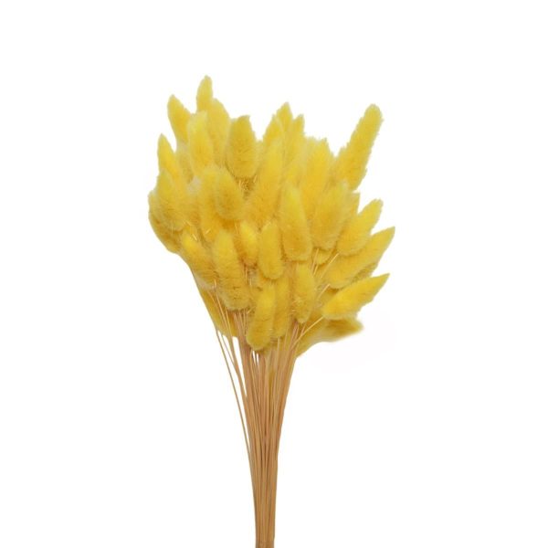 LAGURUS IN BUSTA A CONOGR.50 CM.60-70 GIALLO 02/P LAGURUS IN BUSTA A CONOGR.50 CM.60-70 GIALLO 02/P