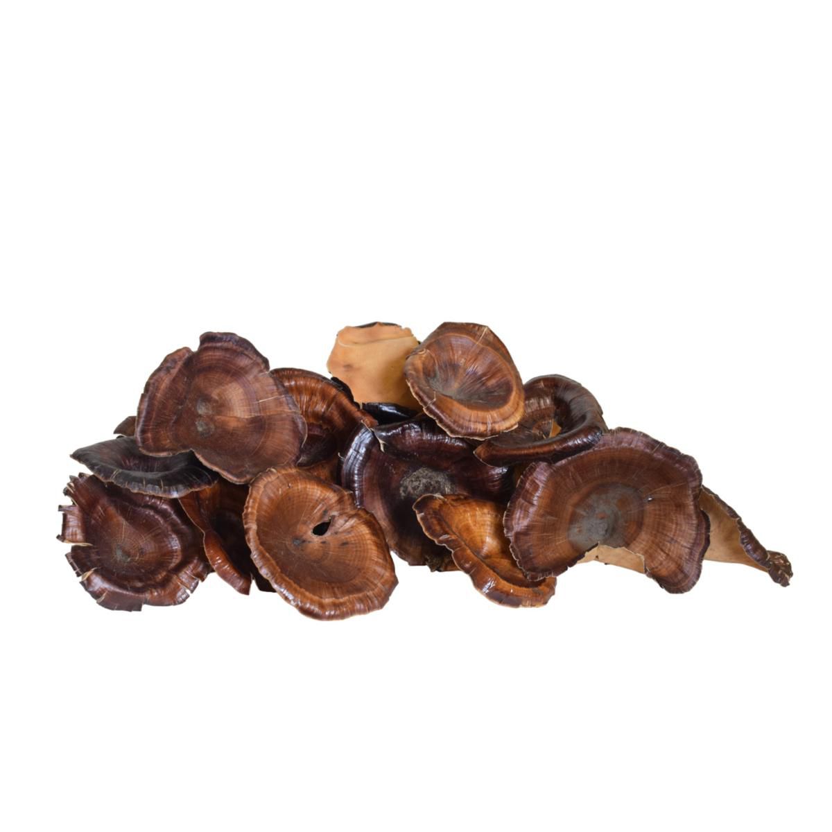 KALYX MEDIO CM.10 SACCHETTO X 50 PZ NATURALE KALYX MEDIO CM.10 SACCHETTO X 50 PZ NATURALE