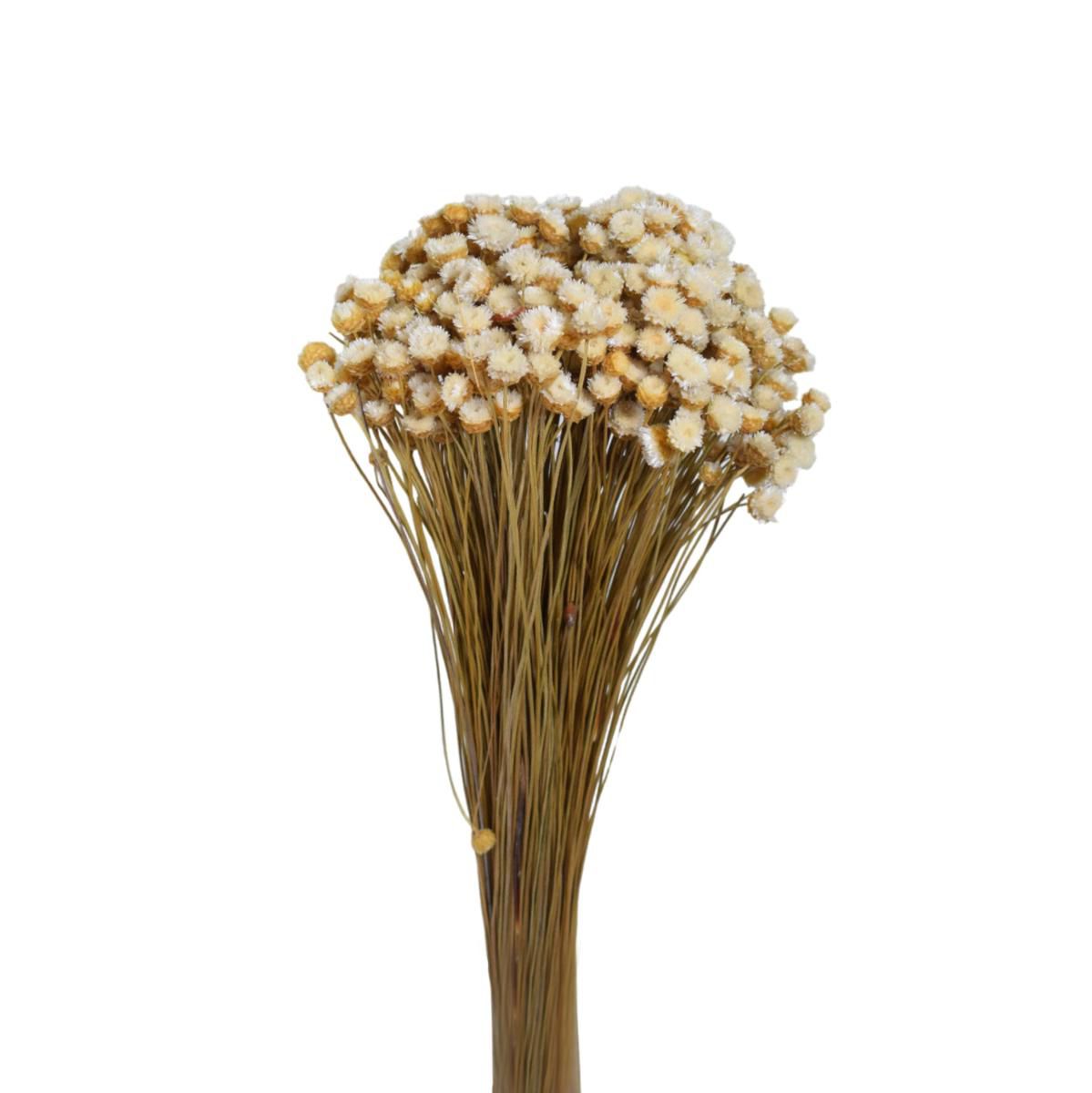 CONGONHAS GR.100 NATURALE