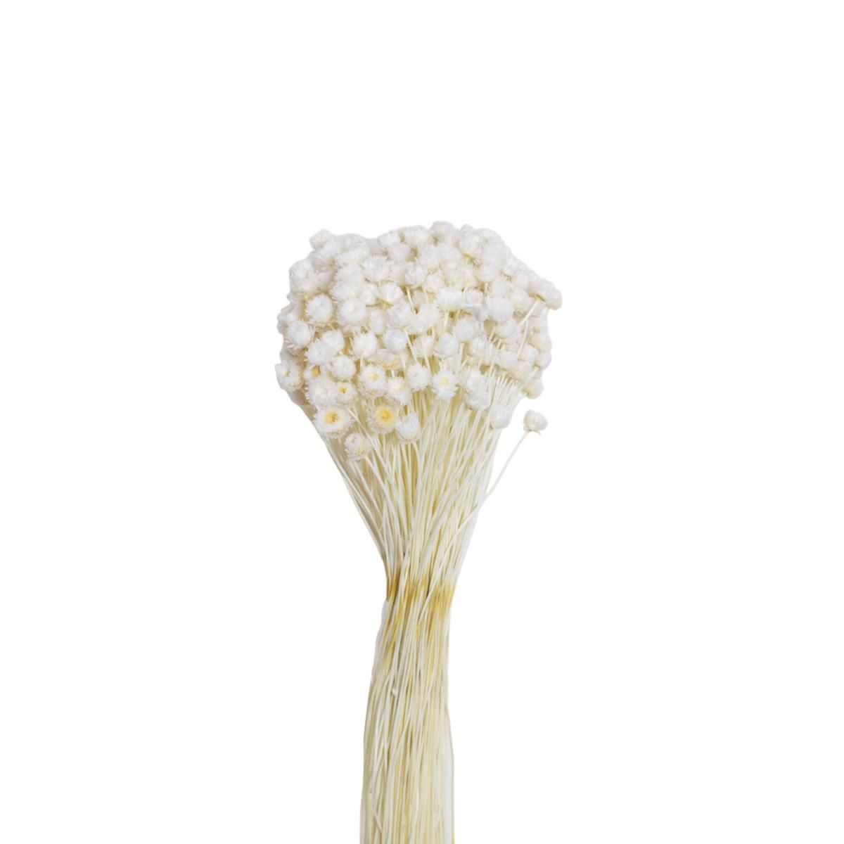 CONGONHAS GR.100 BIANCO/01 CONGONHAS GR.100 BIANCO/01