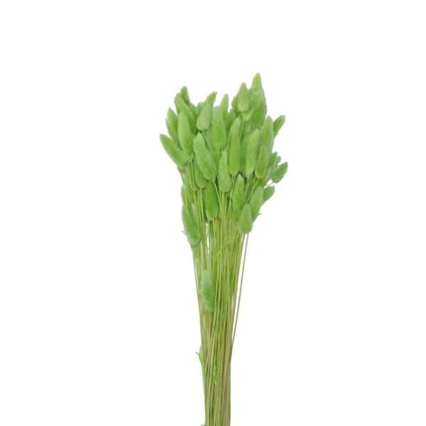 LAGURUS IN BUSTA A CONOGR.50 CM.60-70 VERDE PISTACCHIO 117/P LAGURUS IN BUSTA A CONOGR.50 CM.60-70 VERDE PISTACCHIO 117/P