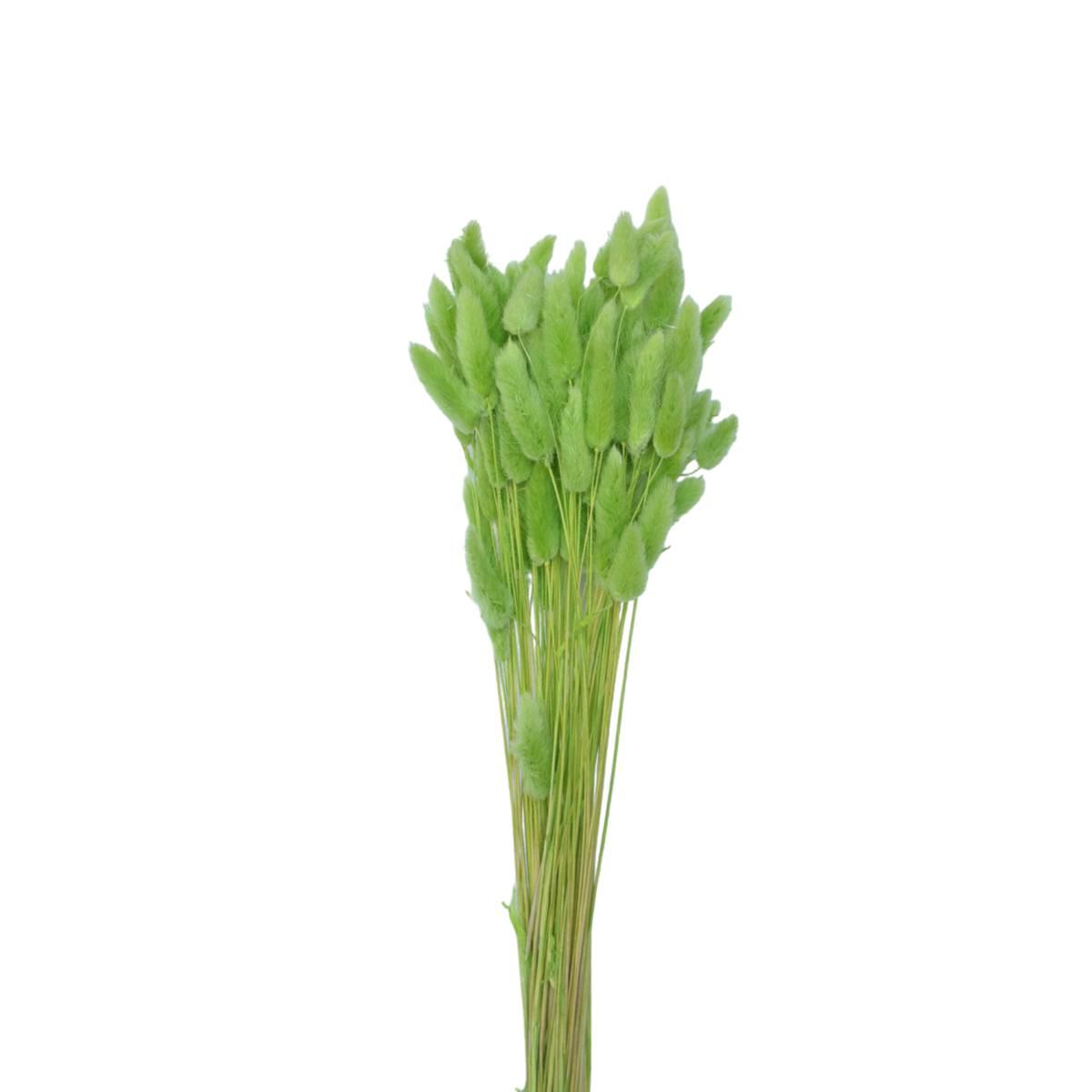 LAGURUS IN BUSTA A CONOGR.50 CM.60-70 VERDE PISTACCHIO 117/P LAGURUS IN BUSTA A CONOGR.50 CM.60-70 VERDE PISTACCHIO 117/P