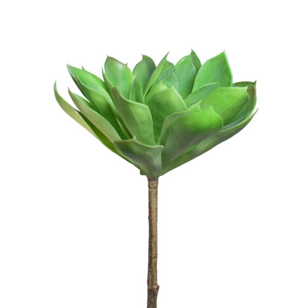 SUCCULENT ECHEVERIA CM.60 VERDE SUCCULENT ECHEVERIA CM.60 VERDE