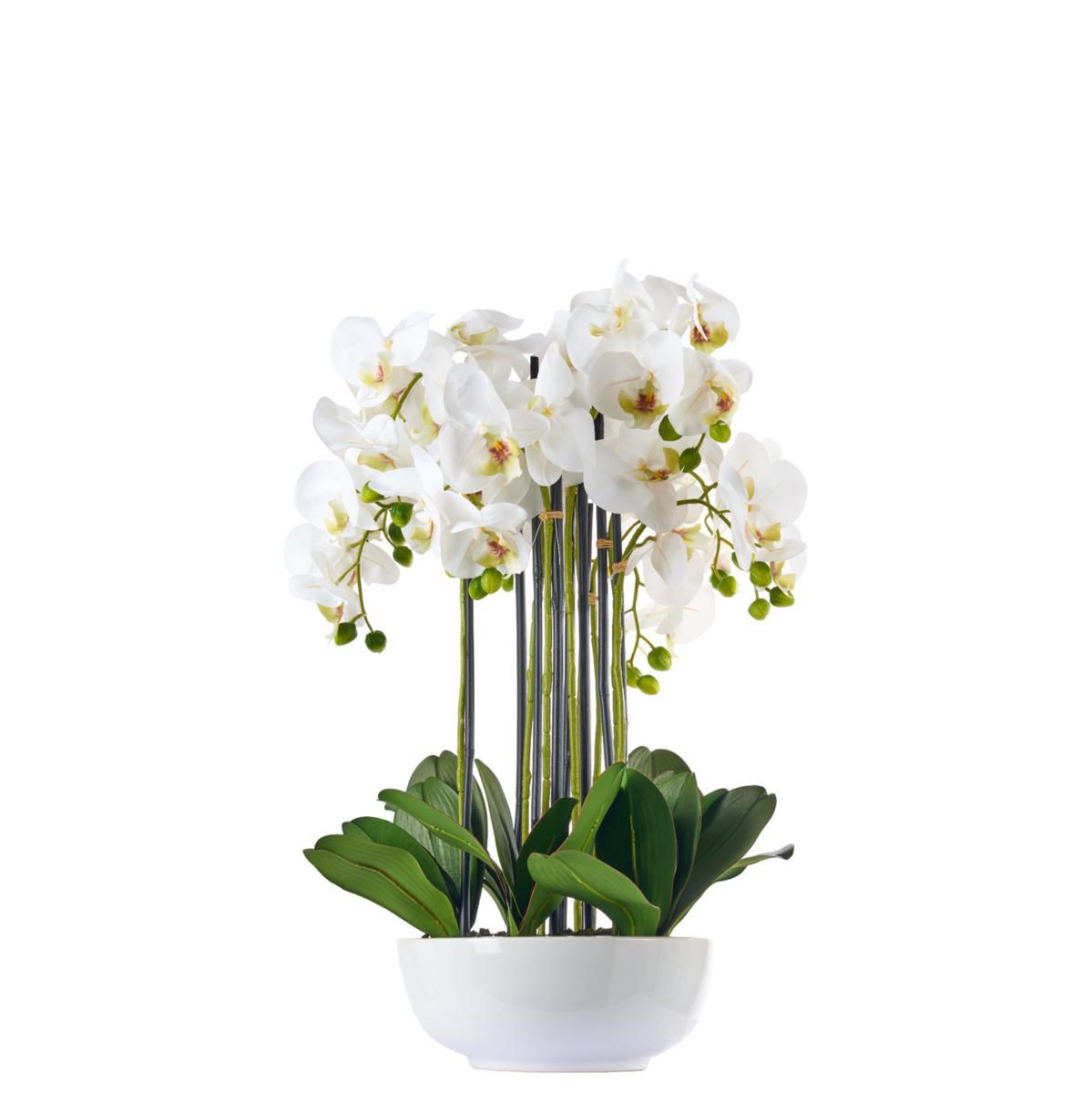 PHALAENOPSIS PIANTA C/VASO NATURAL TOUCH CM. 62 BIANC0 PHALAENOPSIS PIANTA C/VASO NATURAL TOUCH CM. 62 BIANC0