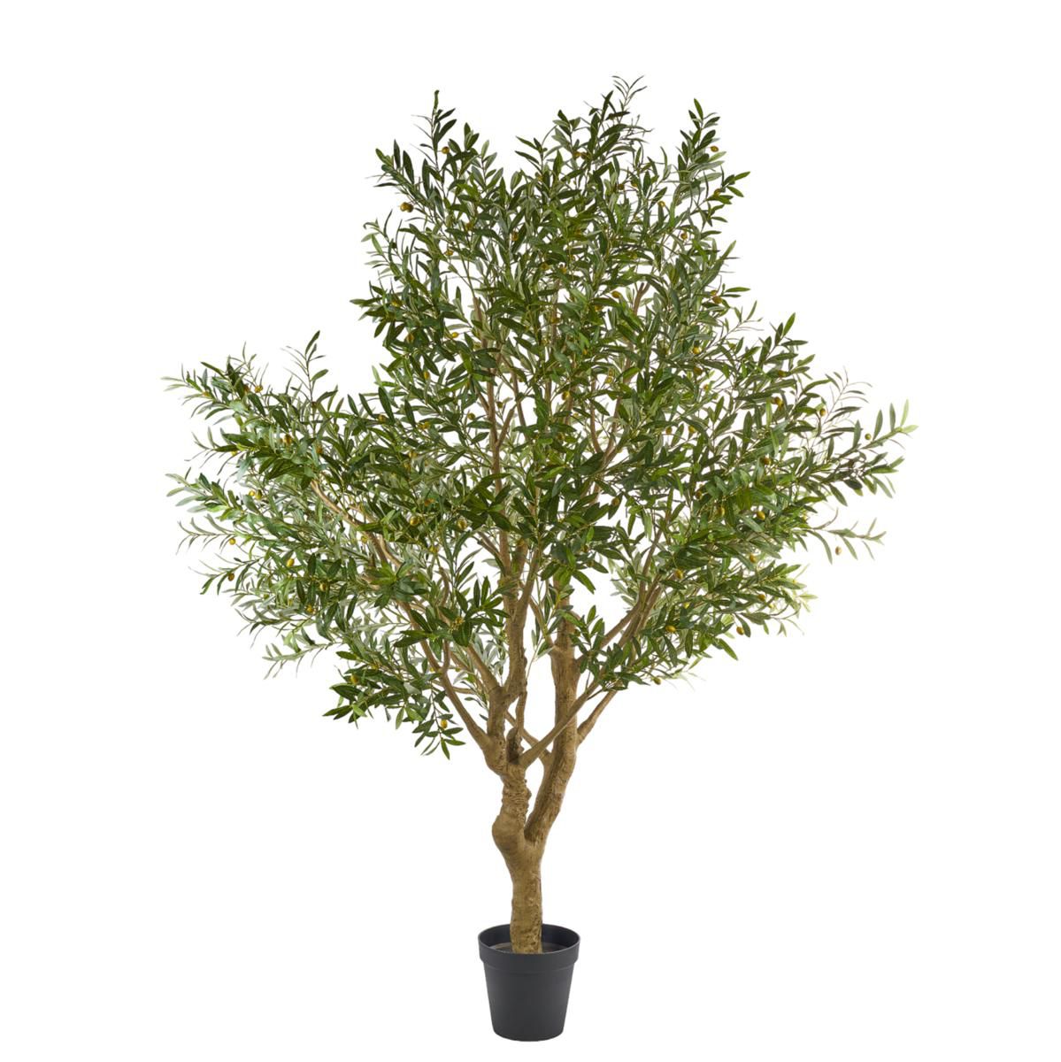 ULIVO PIANTA C/VASO CM.250 VERDE