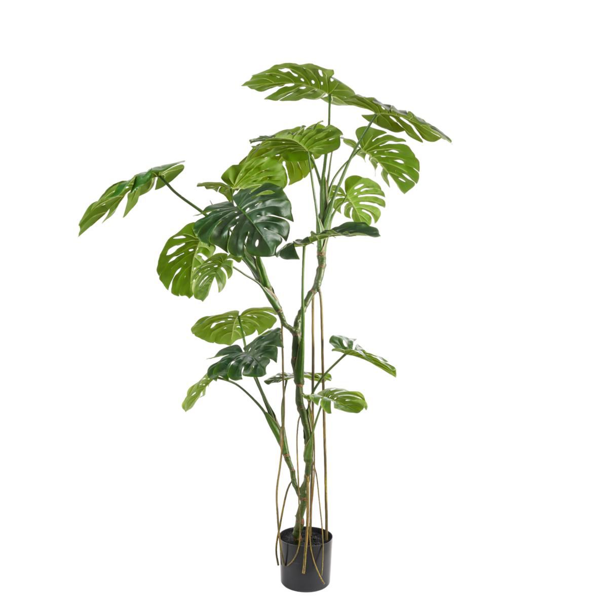 PHILODENDRO PIANTA C/VASO CM.180 VERDE PHILODENDRO PIANTA C/VASO CM.180 VERDE