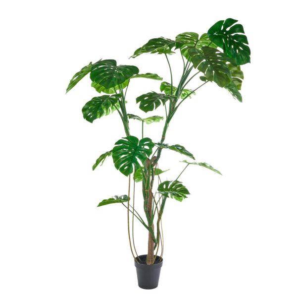 PHILODENDRO PIANTA C/VASO CM.210 VERDE PHILODENDRO PIANTA C/VASO CM.210 VERDE