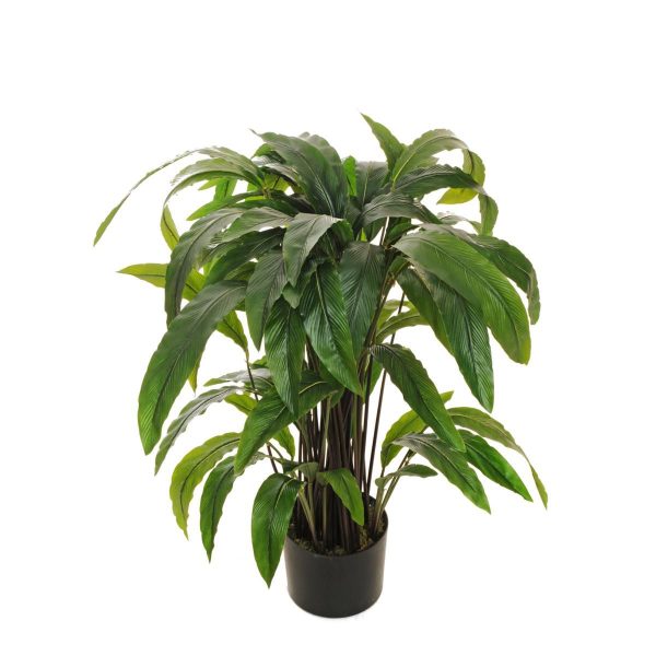 CALATHEA RUFIBARBA PIANTA C/VASO 74 F. VERDE CALATHEA RUFIBARBA PIANTA C/VASO 74 F. VERDE