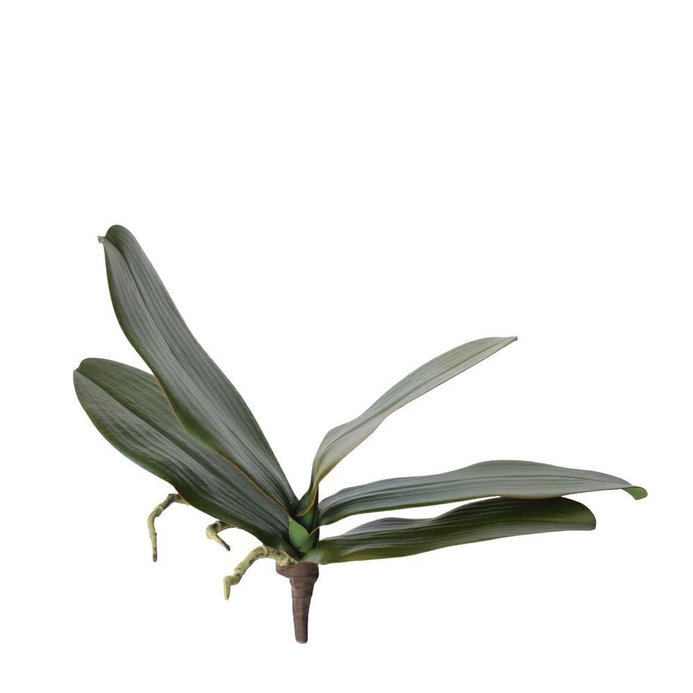 PHALAENOPSIS BUSH FOGLIE 5F C/RADICI CM.25 VERDE