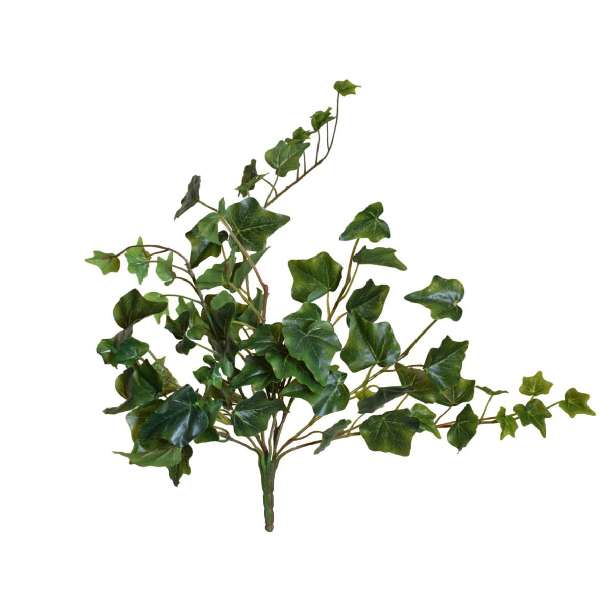 EDERA VITE MINI BUSH 78F CM.55 VERDE