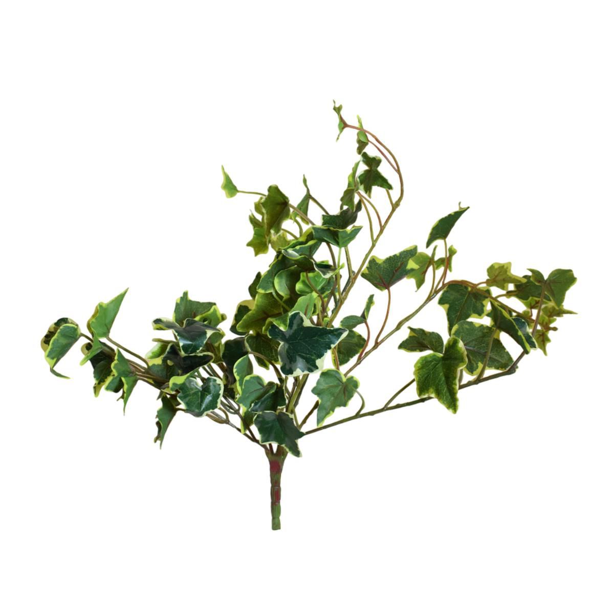 EDERA VITE MINI BUSH 78LVS CM.55 VARIEGATO