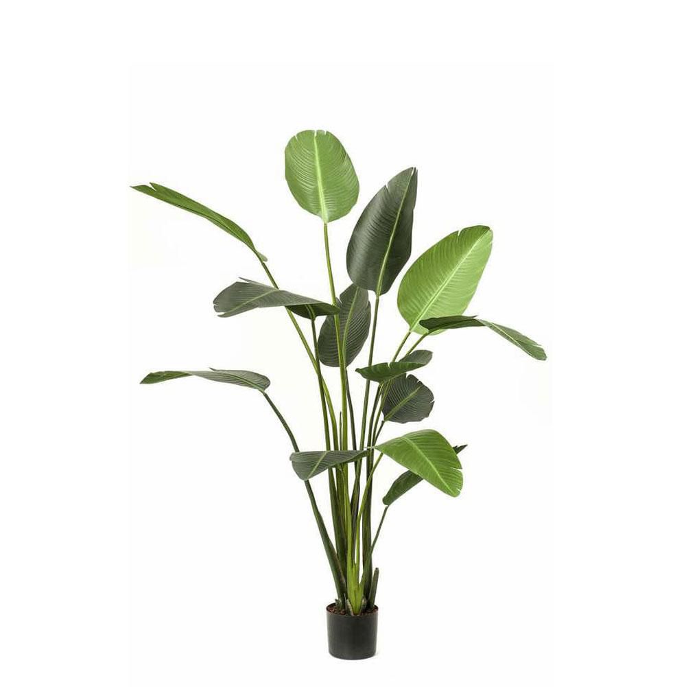 STRELITZIA PIANTA C/VASO 13LVS CM.230 VERDE STRELITZIA PIANTA C/VASO 13LVS CM.230 VERDE