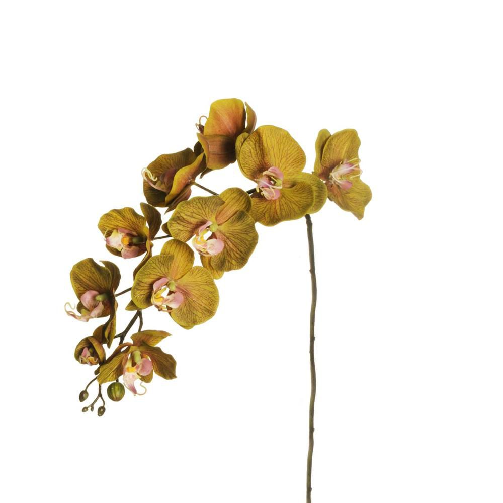 phalaenopsis-coated-9f-verde