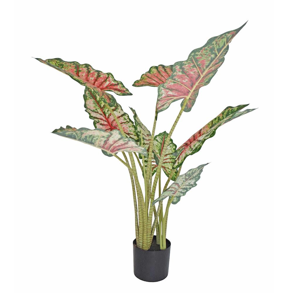 caladium-pianta-c-vaso-cm-140-verde-rosa