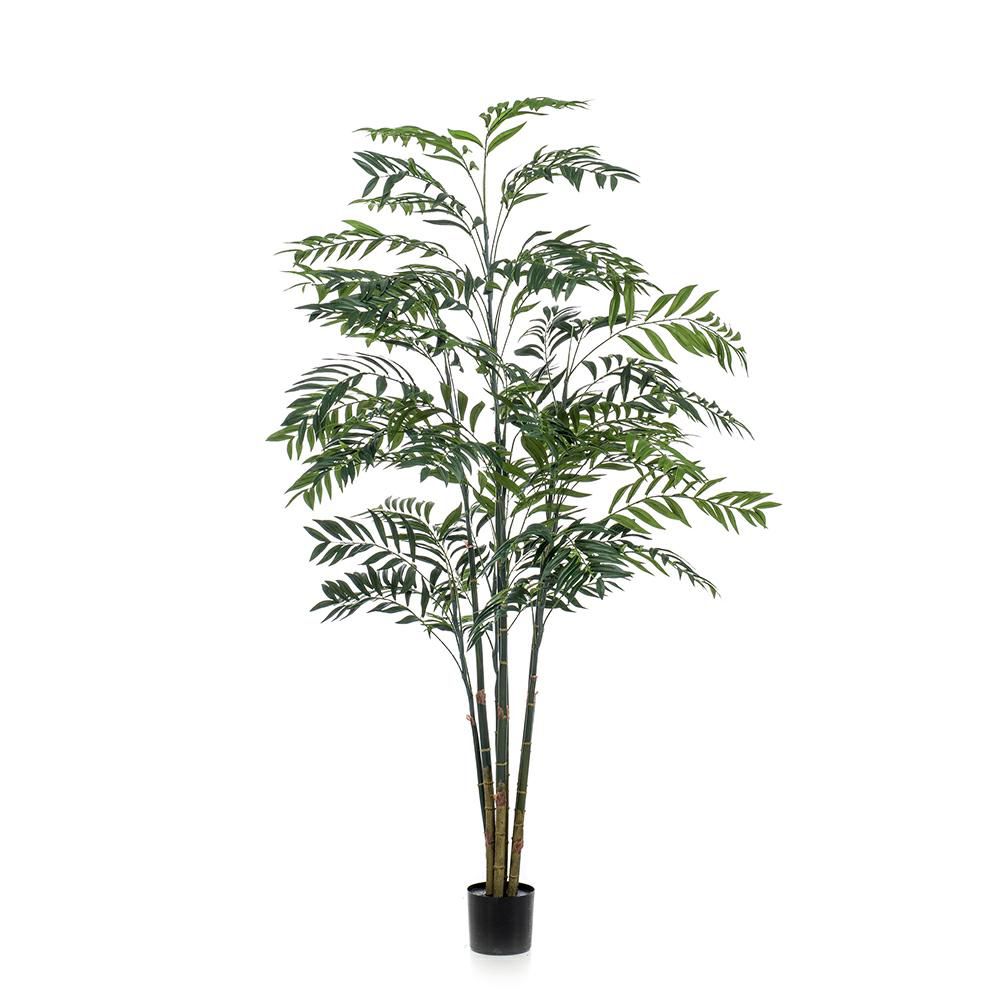 bamboo-palma-pianta-c-vaso-cm-225-verde