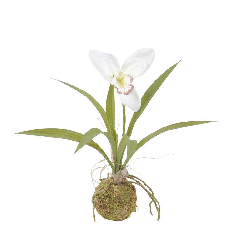 phalaenopsis-pianta-c-bulbo-cm-355-bianco