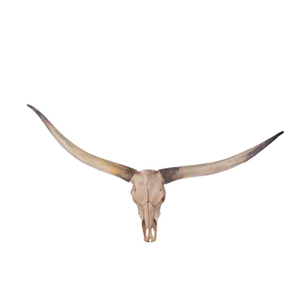 Corno di bufalo vuoto