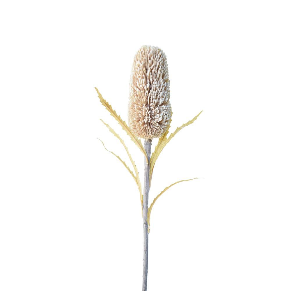 banksia-dry-6lvs-cm-70-beige