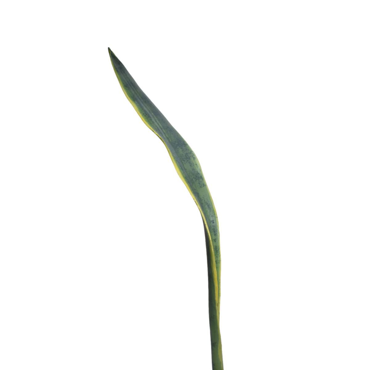 sanseveria-foglia-cm-63verde-giallo