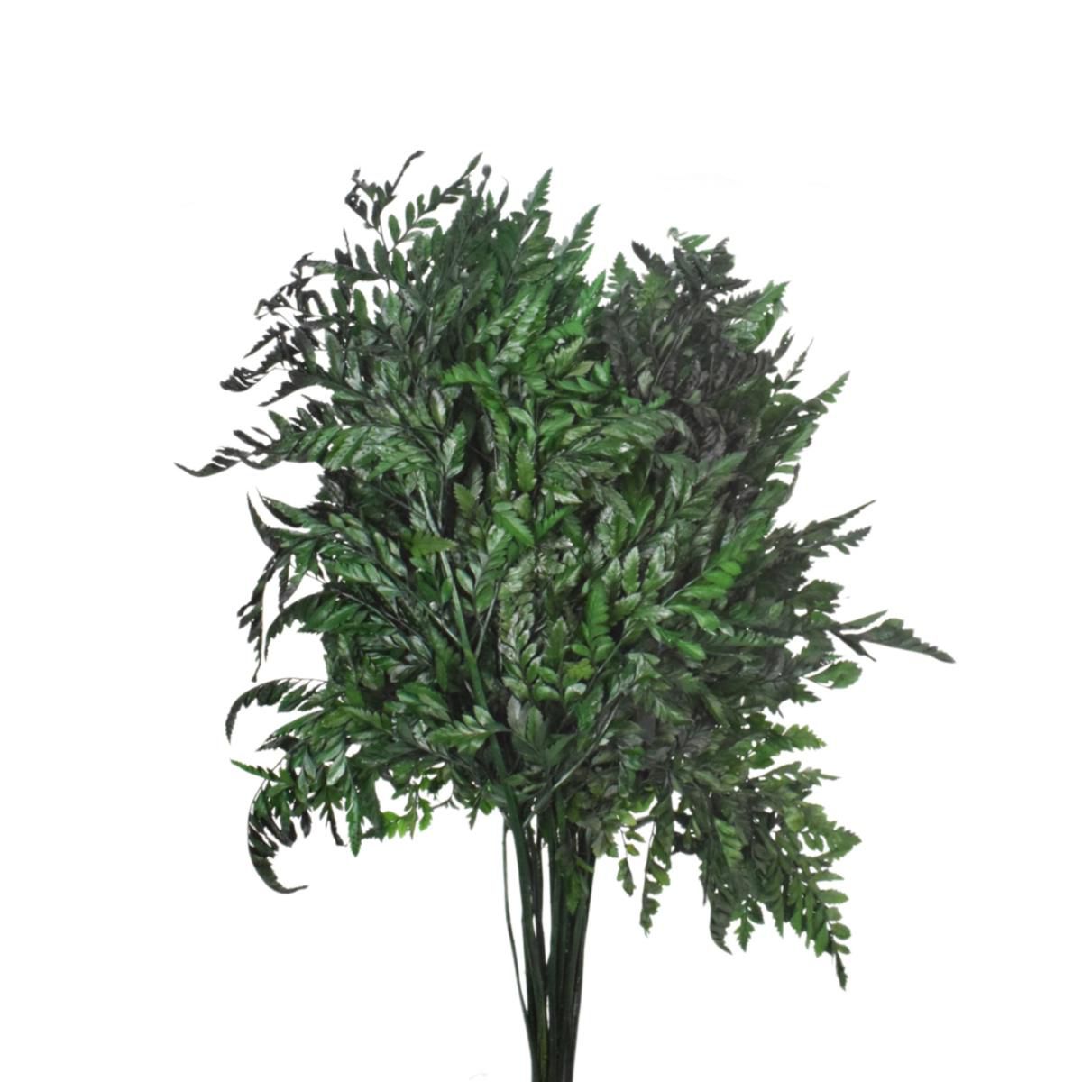 LEATHER FERN PRESERVATACONF.PZ.20 CM.35 VERDE/89