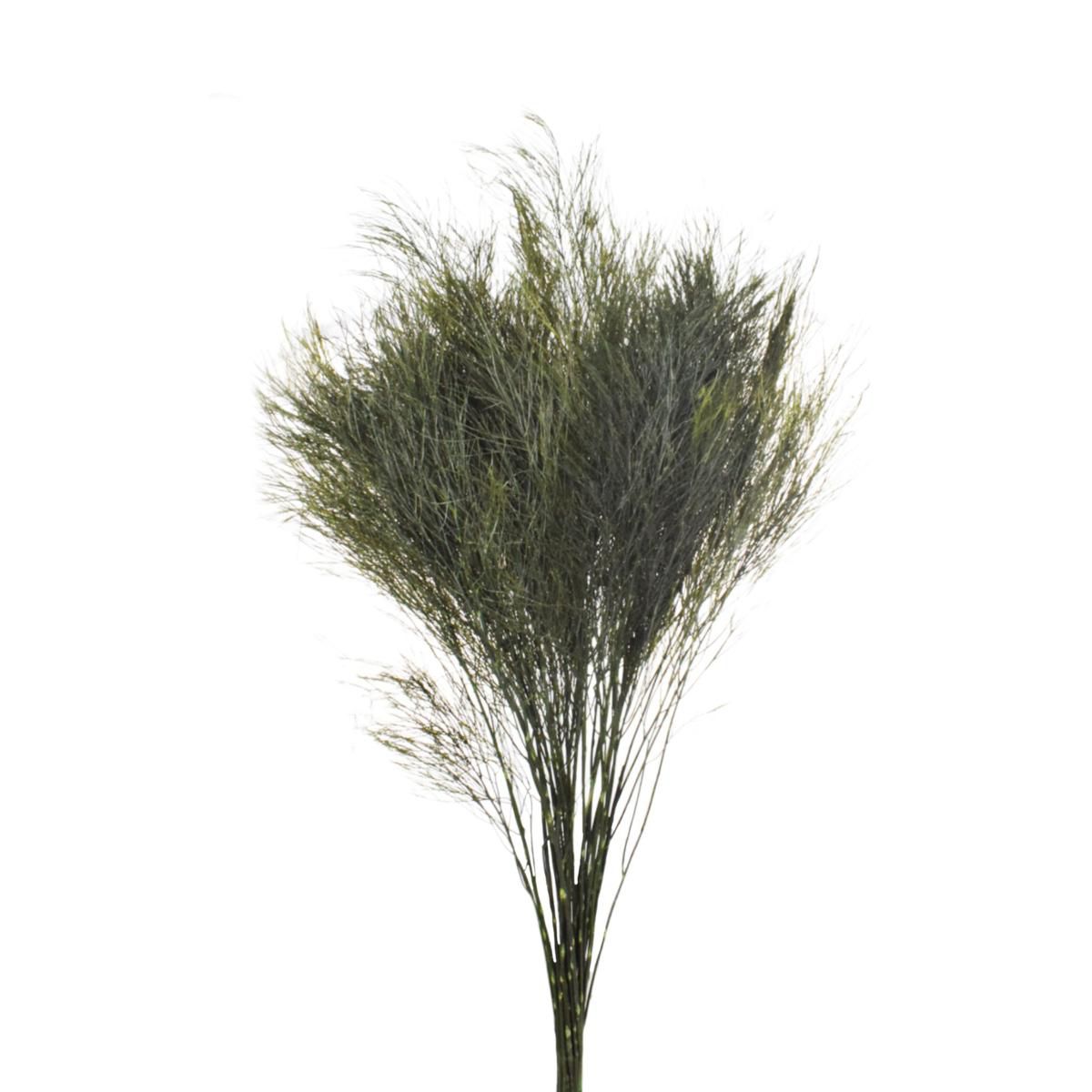 TIKI PRESERVATO 25 PZ VERDE OLIVA/CH 22