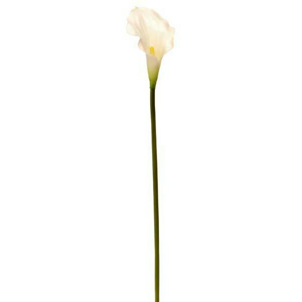 CALLA PICCOLA CM.50 CREMA