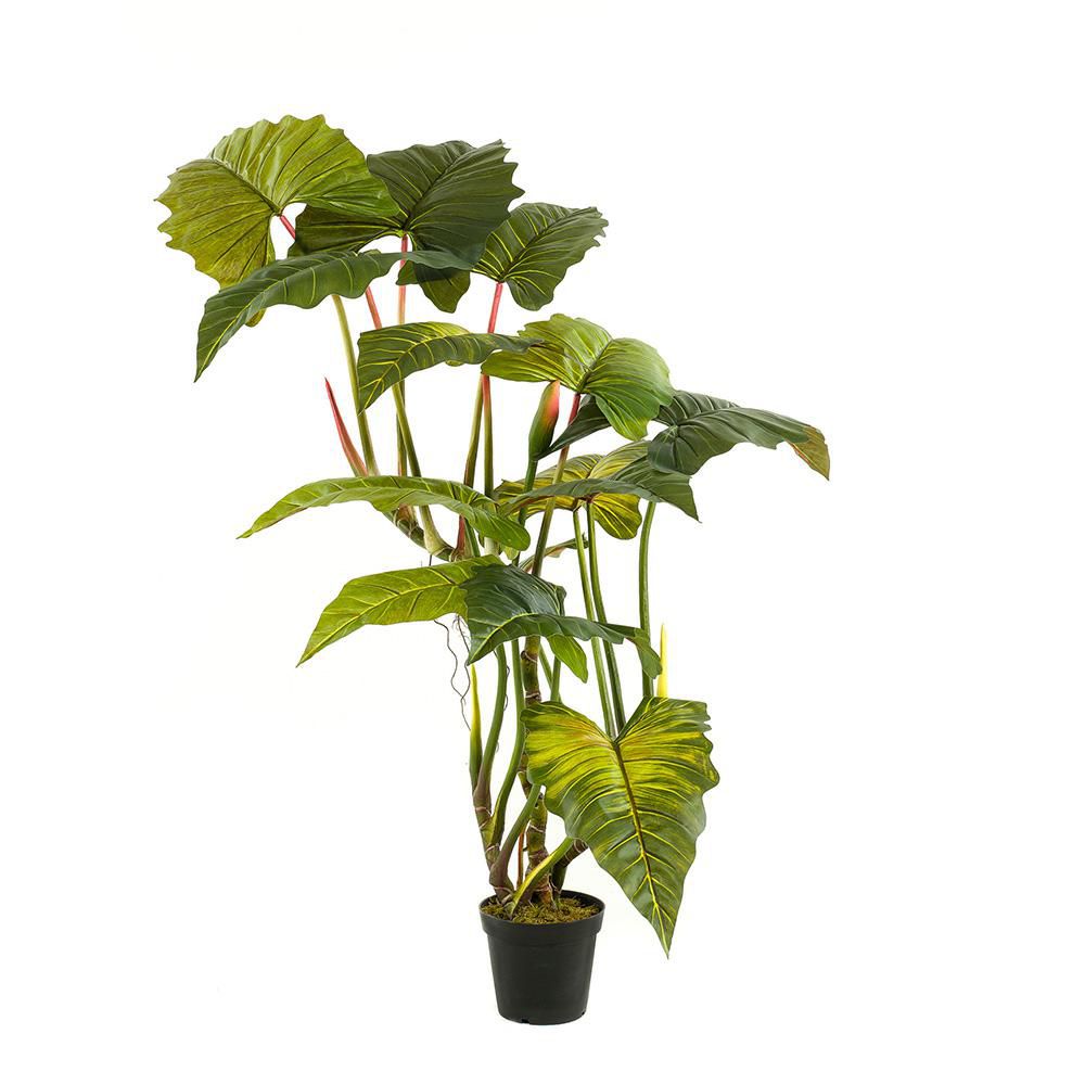 COLOCASIA PIANTA C/VASOCM.175 VERDE