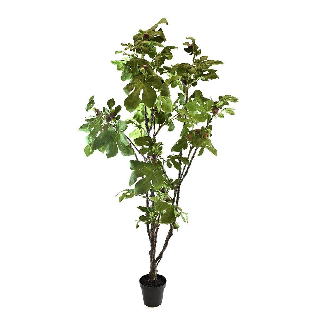 FICO PIANTA C/VASO CM.230 VERDE FICO PIANTA C/VASO CM.230 VERDE