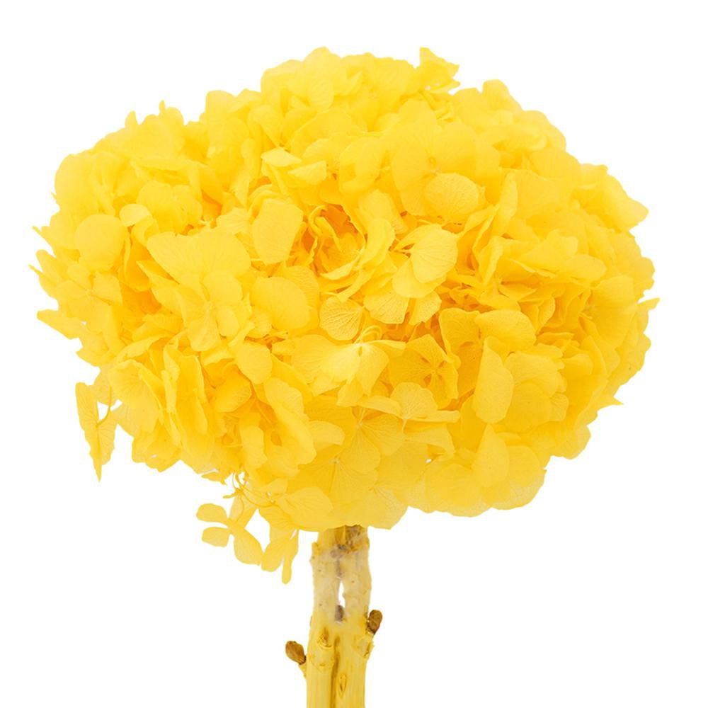 HYDRANGEA STABILIZZATA CM.40 GIALLO 02/P