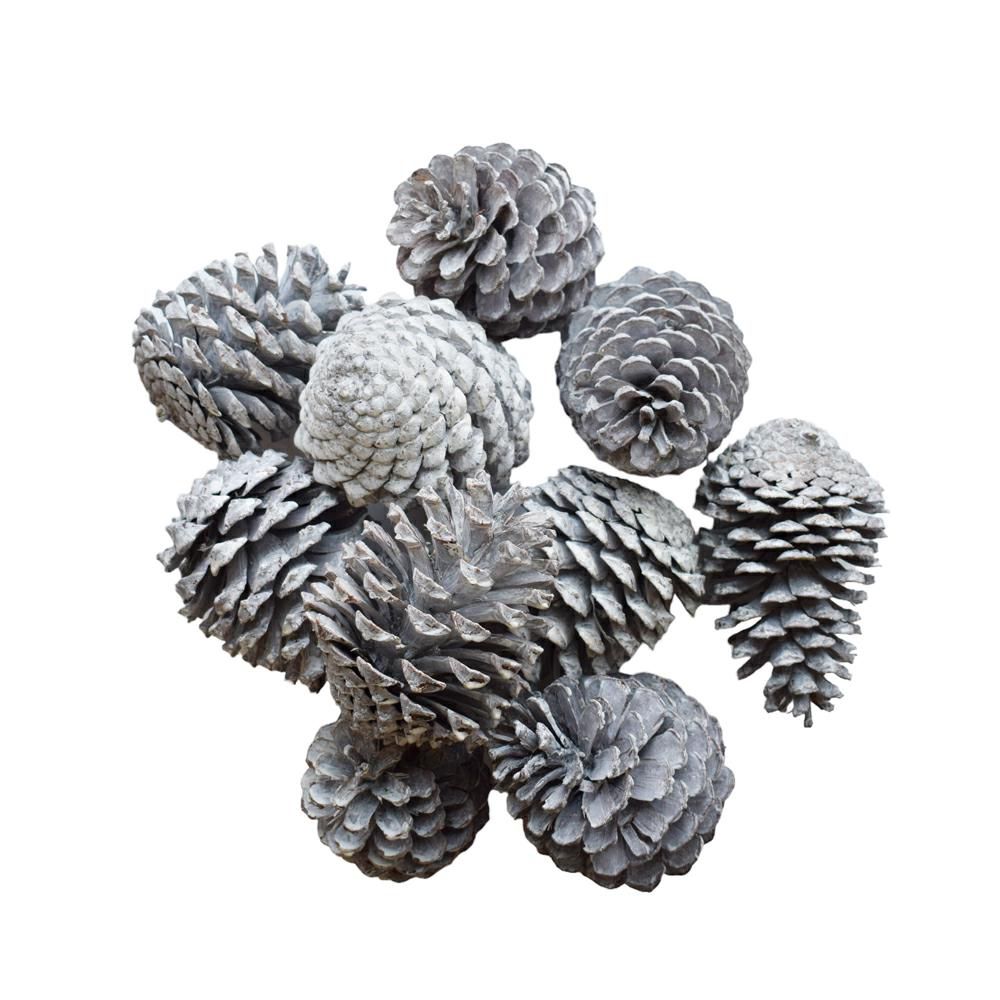 PIGNA MARITIMA H.10/14 CM PZ.10 SBIANCATA