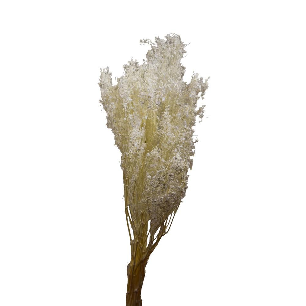 GYPSOPHILA PANICULATA SACCHETTO GR.100 CM.75 BIANCO 01 GYPSOPHILA PANICULATA SACCHETTO GR.100 CM.75 BIANCO 01