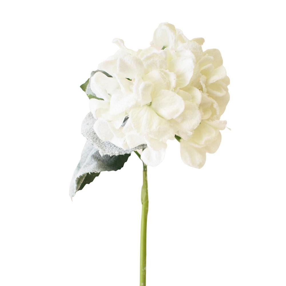 HYDRANGEA INNEVATA CM.63 BIANCA