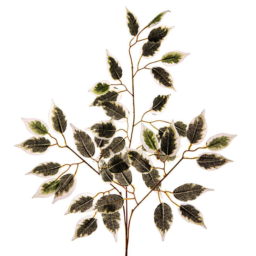 FICUS FOGLIA 42X CM.56 VERDE VARIEGATO