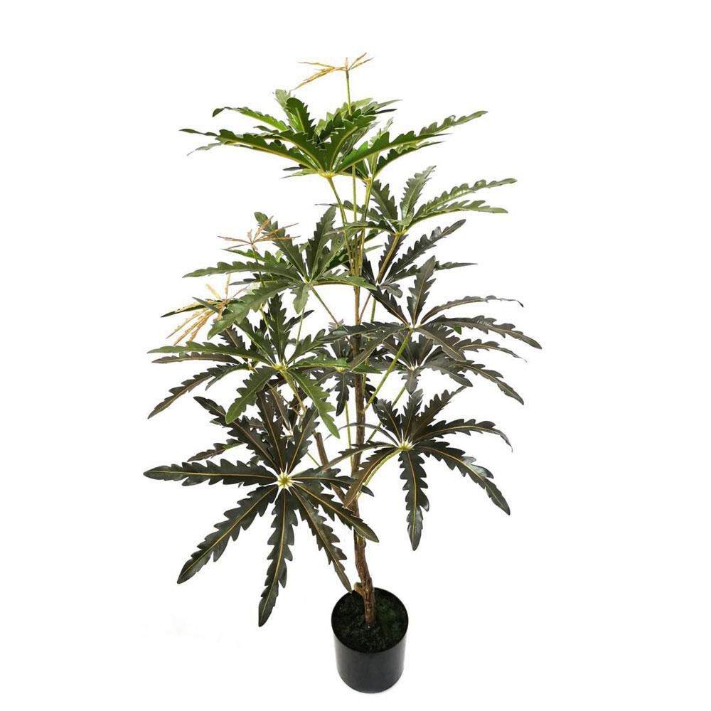 SCHEFFLERA ELEGANTISSIMA PIANTA C/VASO CM.110 VERDE