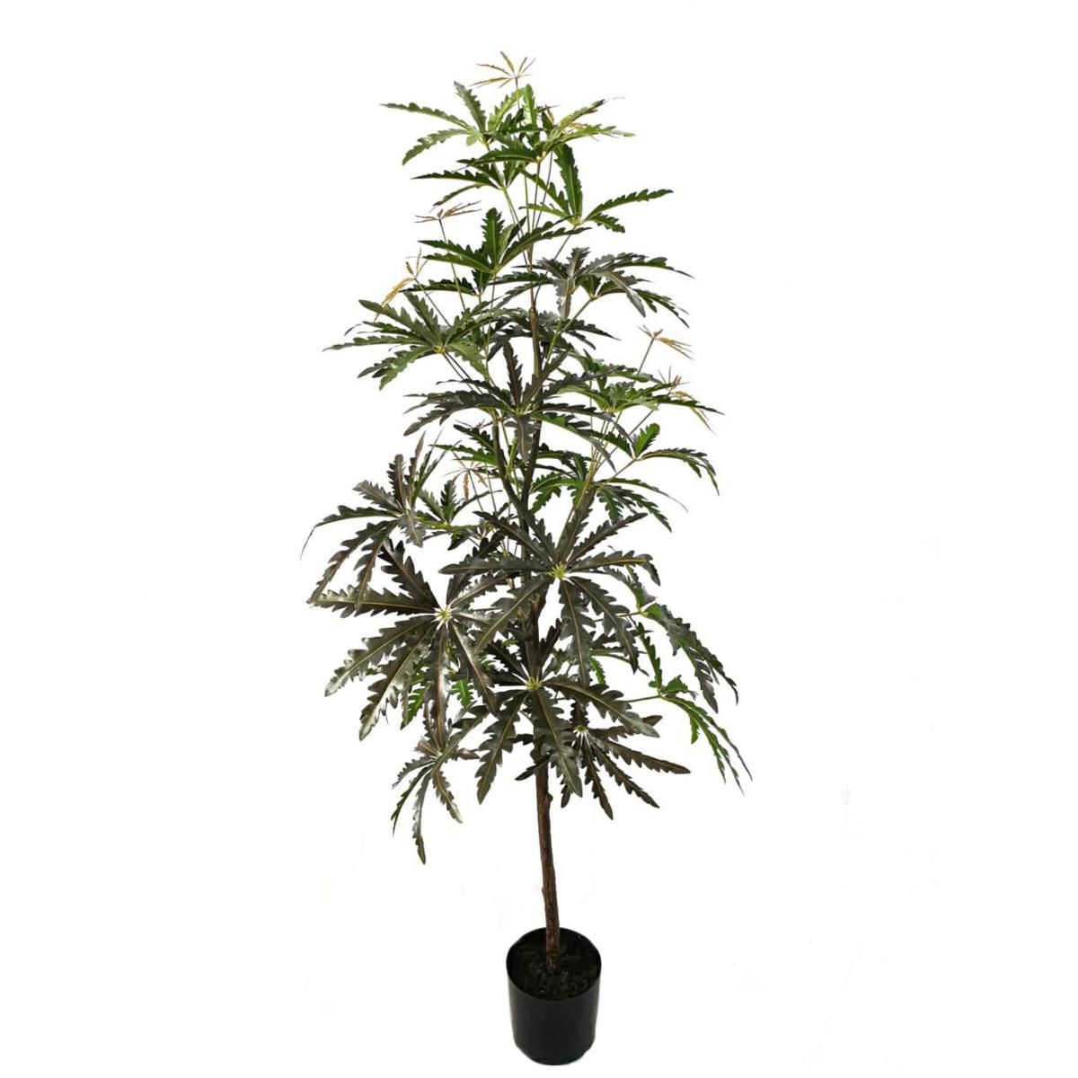 SCHEFFLERA ELEGANTISSIMA PIANTA C/VASO CM.180 VERDE