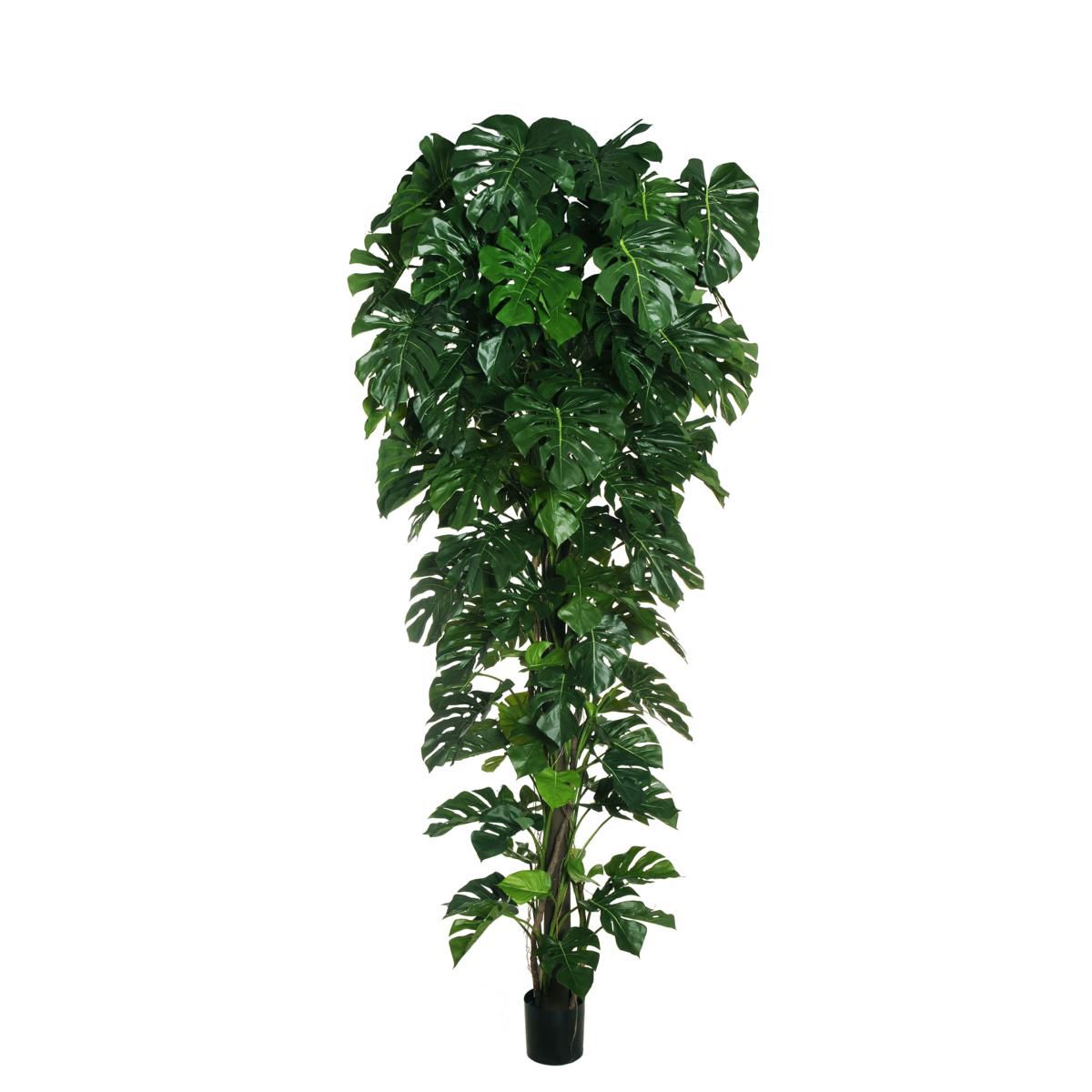 PHILODENDRO MONSTERA PIANTA C/VASO 156F. CM.280 VERDE