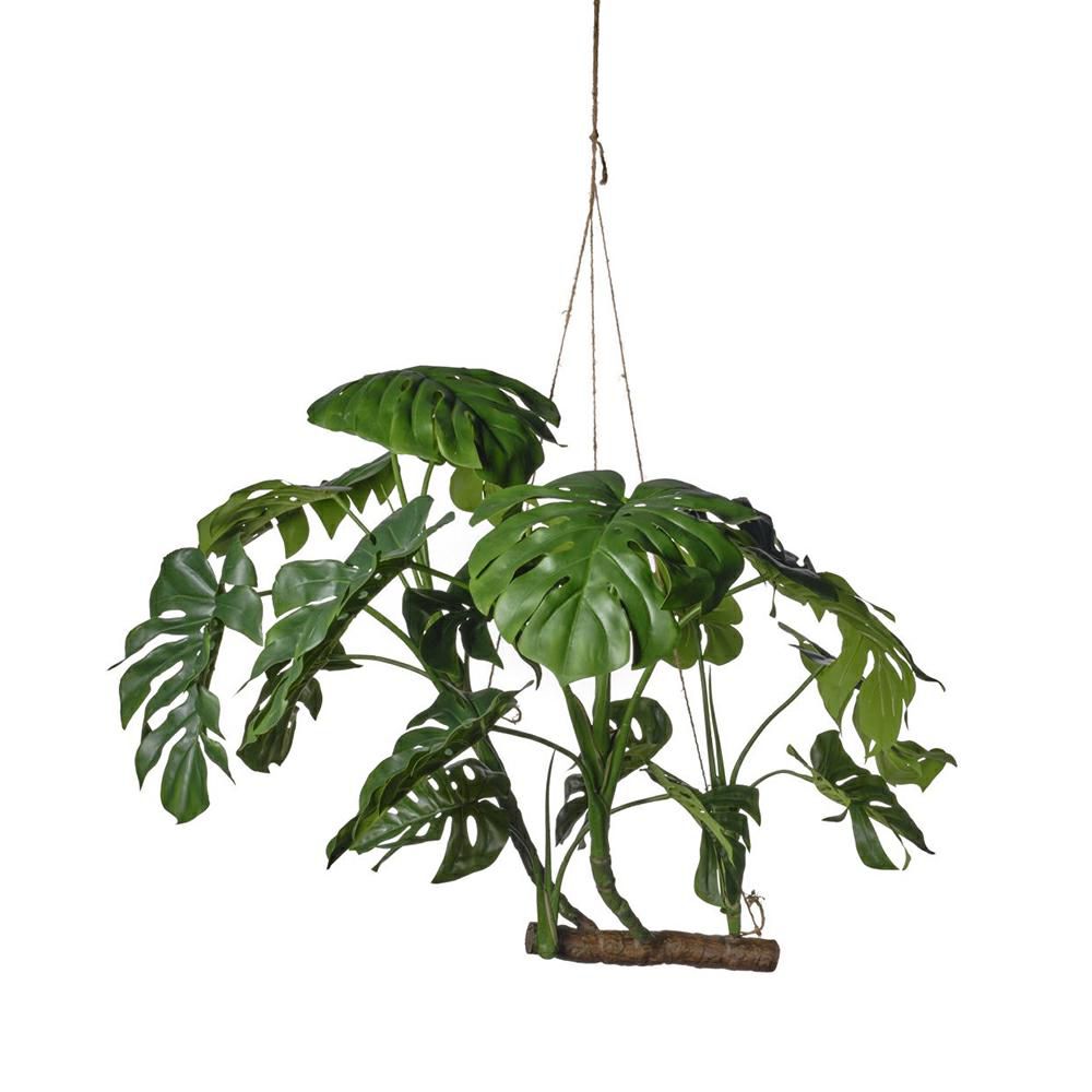 PHILODENDRO MONSTERA PIANTA AEREA C/TRONCO CM.160 VERDE PHILODENDRO MONSTERA PIANTA AEREA C/TRONCO CM.160 VERDE