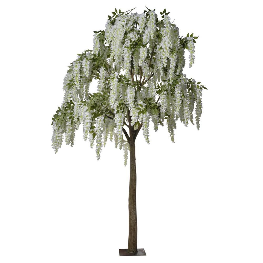 PIANTA GLICINE H.300 CMBIANCO