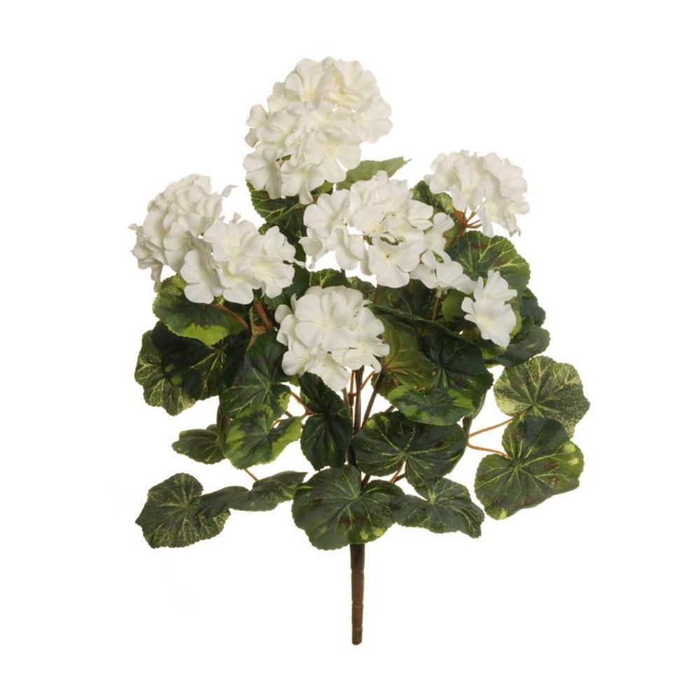 GERANIO BOUQUET 15F 7FGCM.50 BIANCO