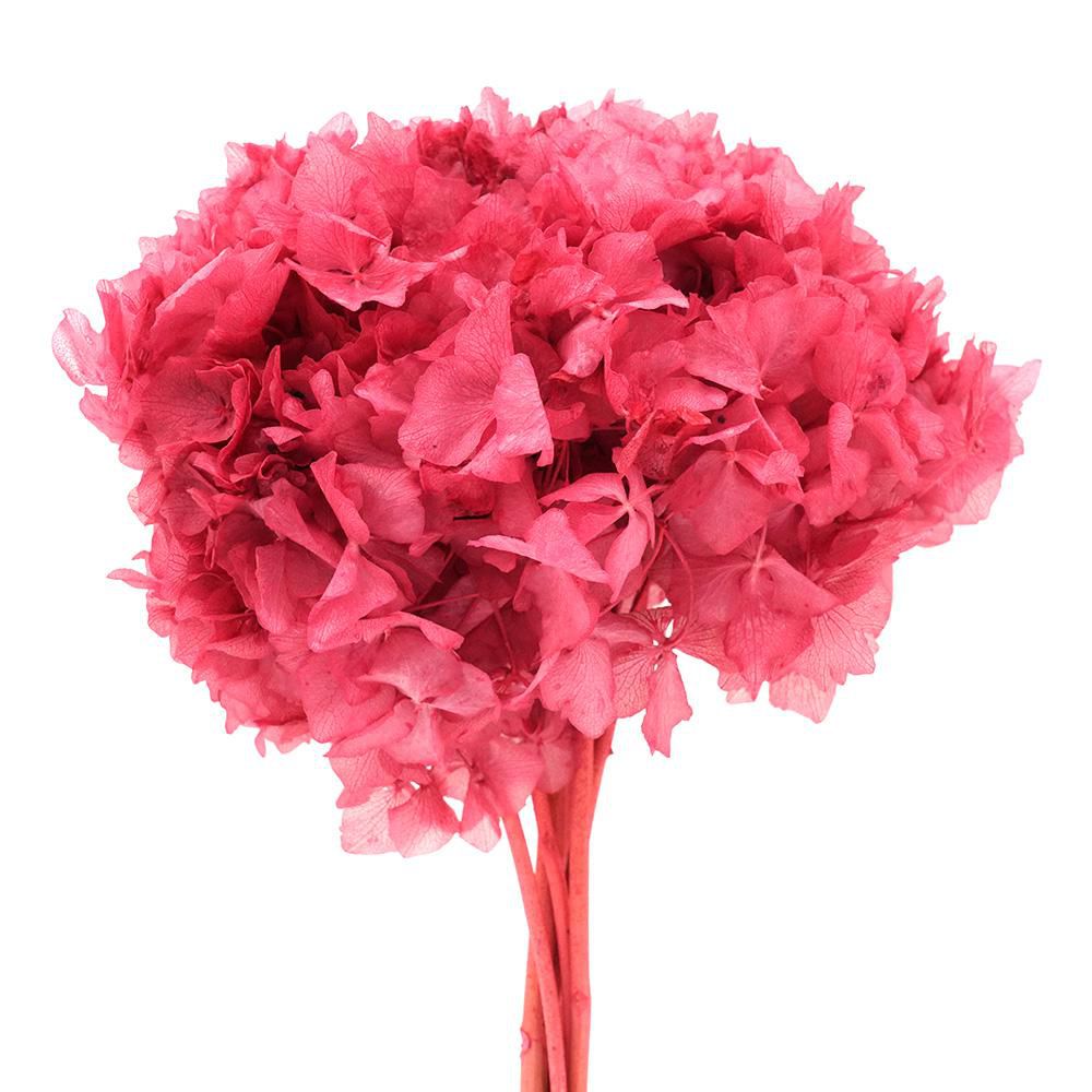 HYDRANGEA STABILIZZATA CM.40 LAMPONE 127/P